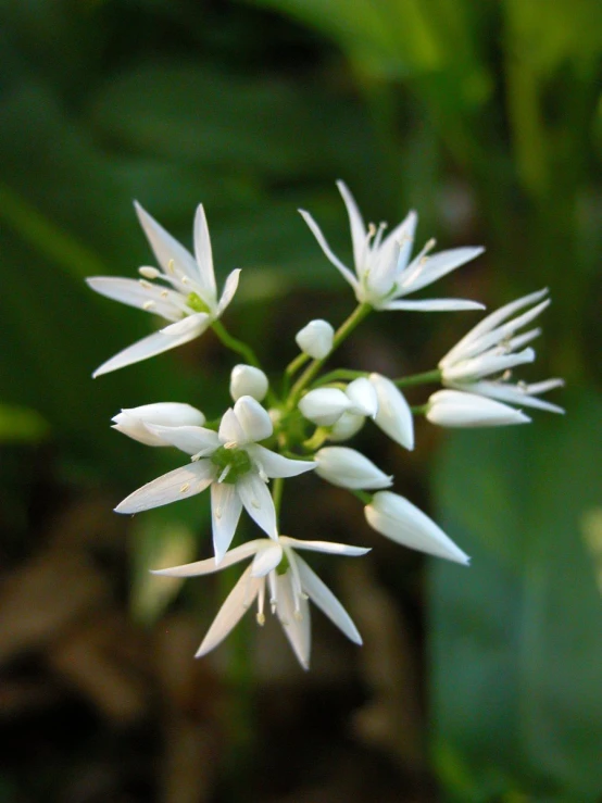 some white flowers growing from a stem