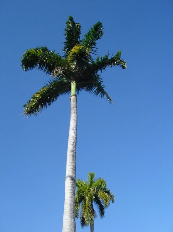 a tall white palm tree with green leaves and sky in the background
