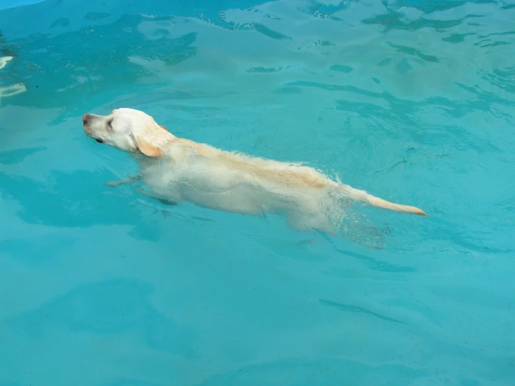 a dog that is floating in the water