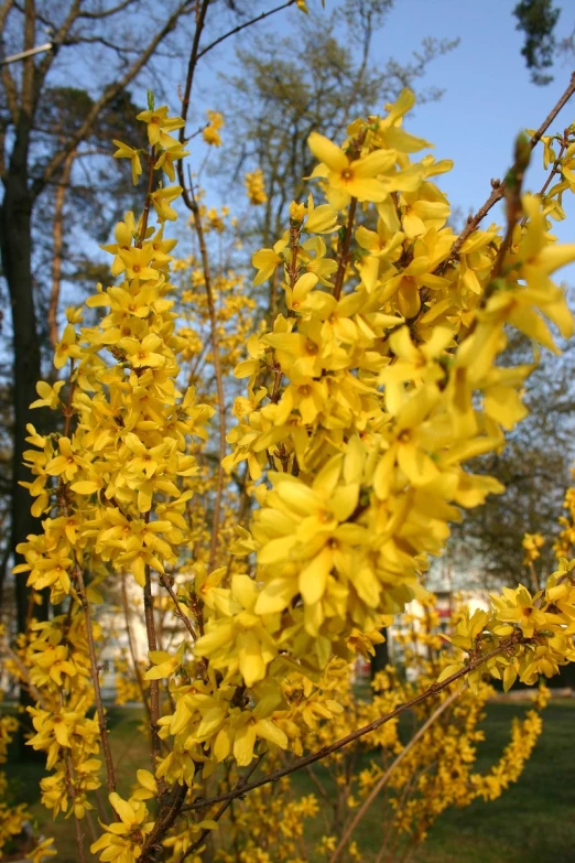 a yellow flower that is blooming from a tree
