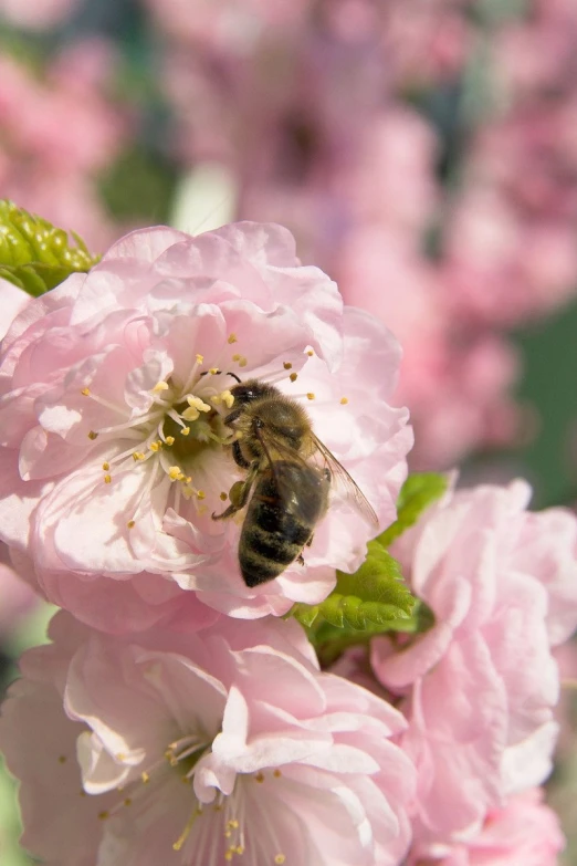 a bee sits in the middle of a pink flower