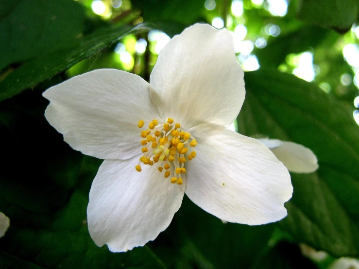 a close - up of a white flower with green leaves in the background