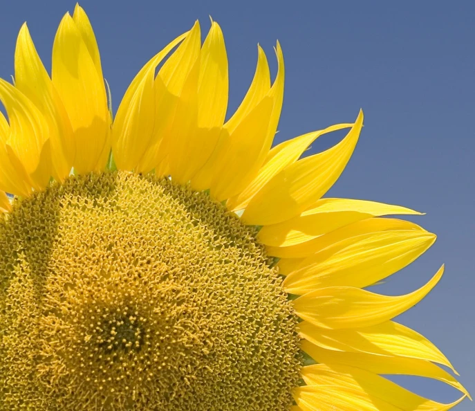 the sunflowers and the blue sky has yellow petals