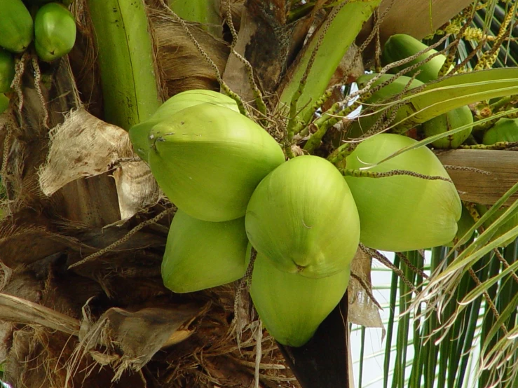 the green fruit is hanging from the palm tree