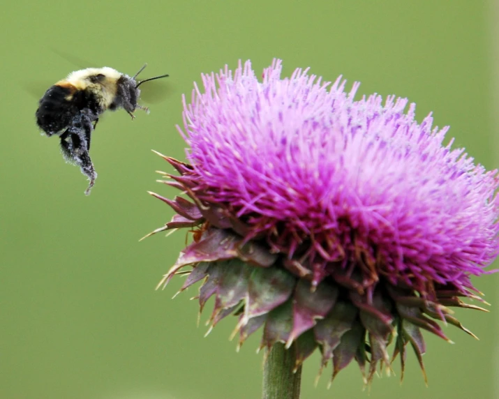 the bee is flying away from a flower