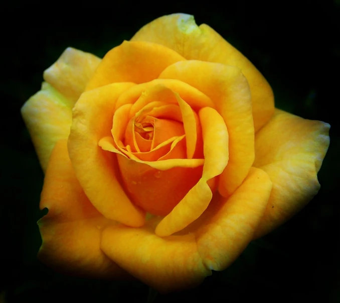 a close up po of a yellow rose