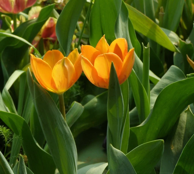 three orange flowers that are in the grass
