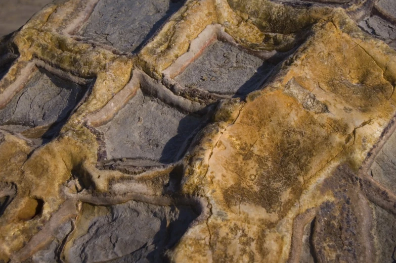 an animal is standing on some rocks in the sun