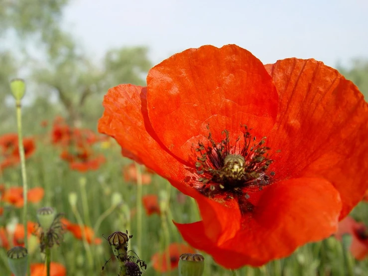 there is a bright red flower in the grass