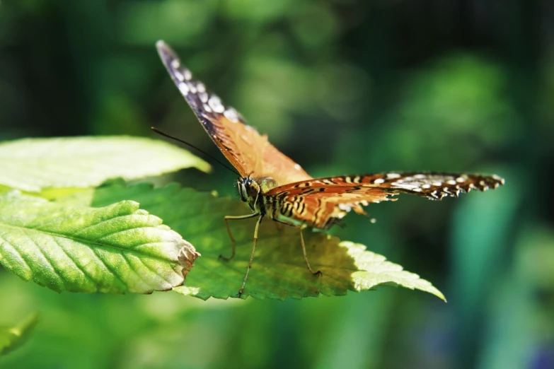 a pair of erfly sit on top of some leaves