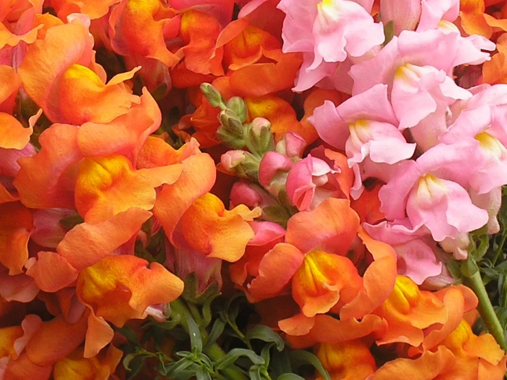 an arrangement of different colors of flowers together