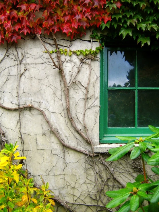 ivy growing on the wall by an open window