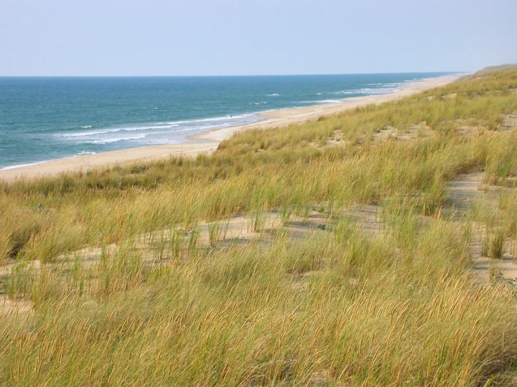 a surf board sitting next to some grass and water