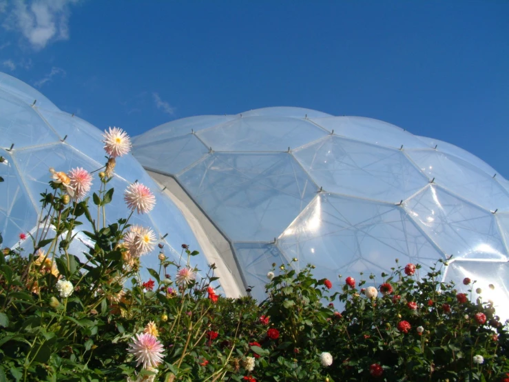 an overhanging structure of plastic and flowers with a blue sky background