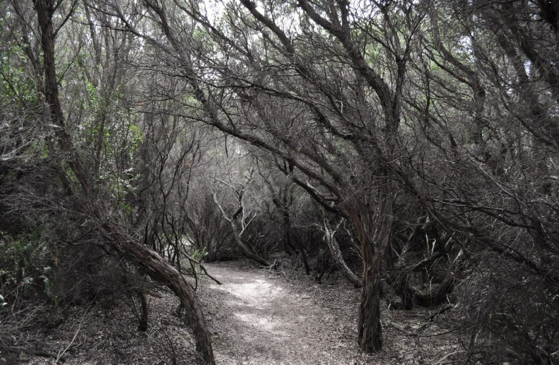 an empty path in the woods surrounded by trees