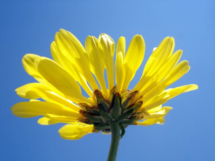 a yellow flower in front of a clear blue sky