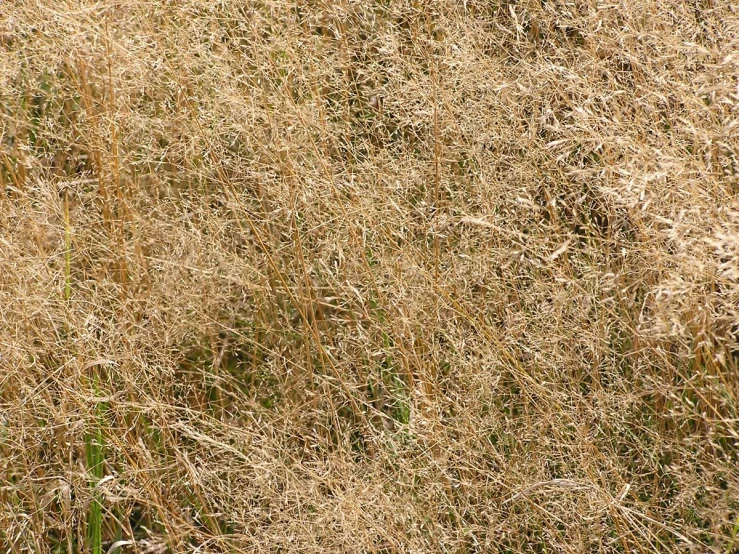 a field full of lots of brown grass with trees in the background