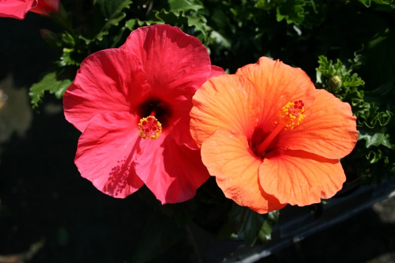 two bright red and orange flowers sitting next to each other