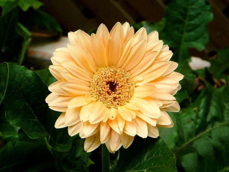 the large yellow flower is blooming in the park