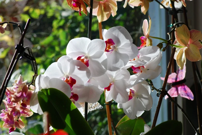 the white and pink flowers are sitting in pots