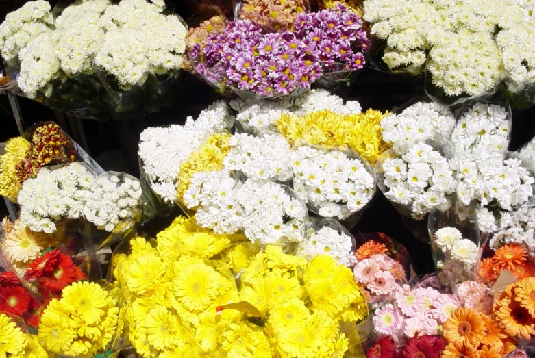 a group of flowers that are in the grass