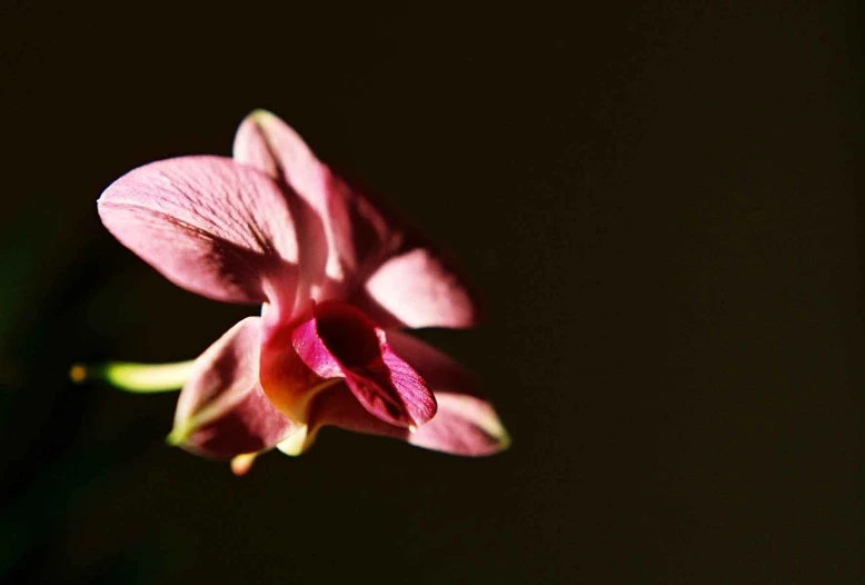 an orchid in a vase is seen with the light on