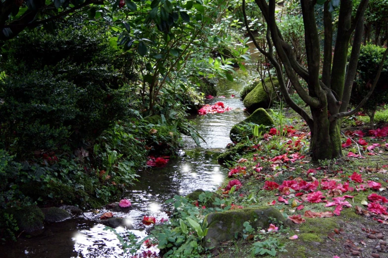 there is a stream running through the middle of the jungle