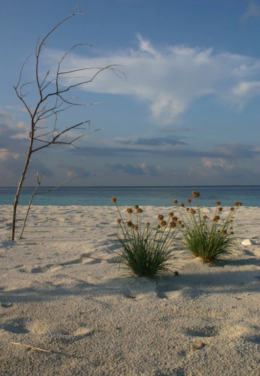 grass growing on sand with dead tree near the beach