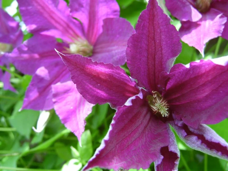 beautiful purple flowers in the grass next to each other