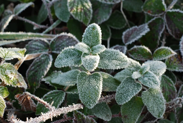 frost covered leaves and shrubs in the background