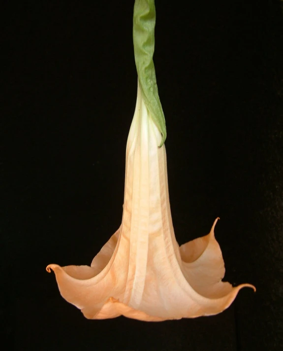 a flower bud and a black background