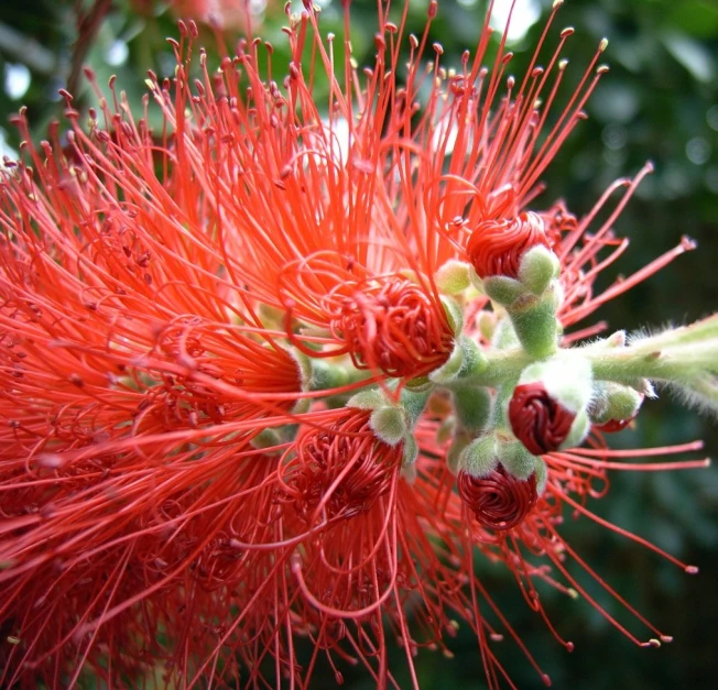 a red flower with some buds on it