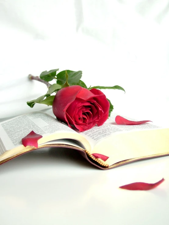 a rose sits in the pages of an opened book