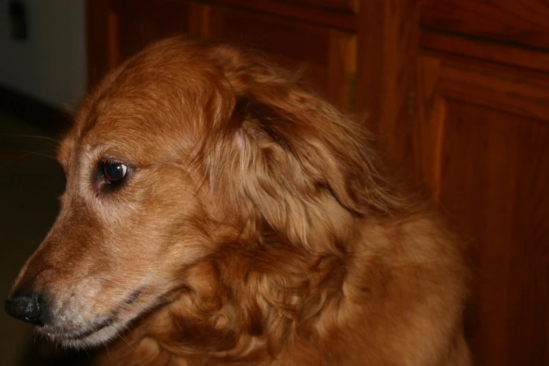 a golden retriever looking directly at the camera