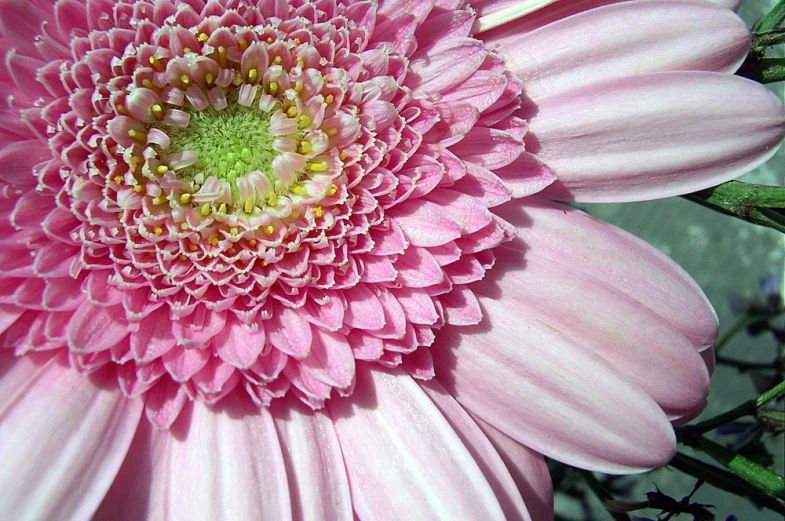 a large pink flower with large petals on it
