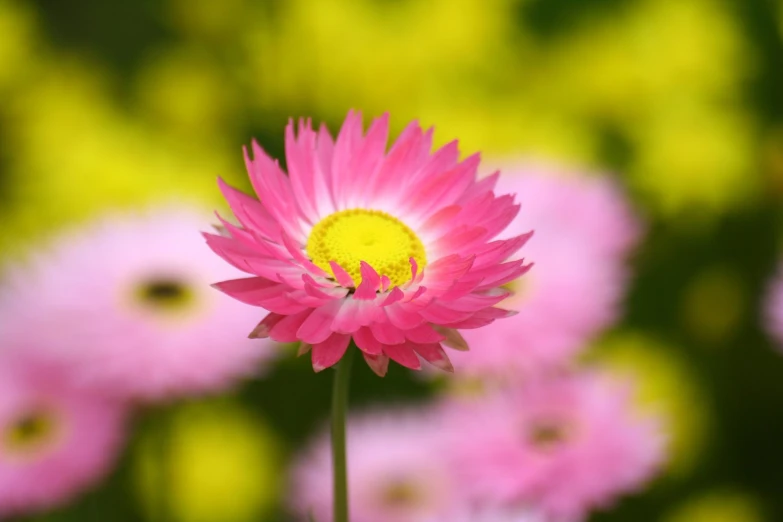 a pink flower standing out against the background of some flowers