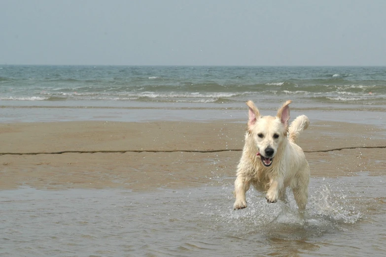a dog running through the water on a beach