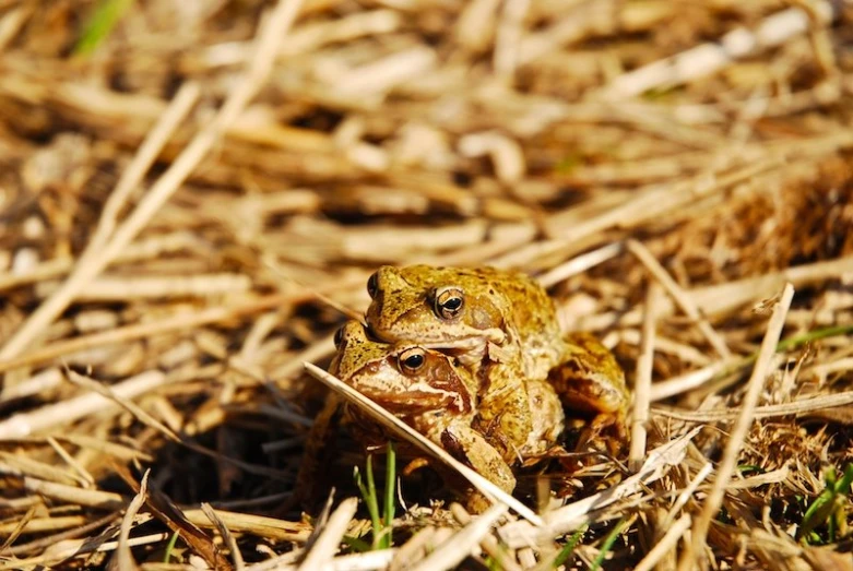 there is a toad that is sitting in the dirt
