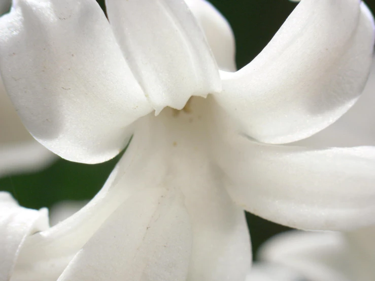 closeup of the inside of a white flower