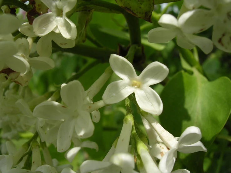 close up image of a flower cluster in bloom