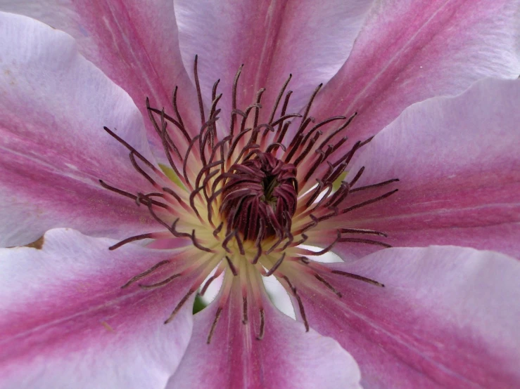a pink and white flower with lots of stamen