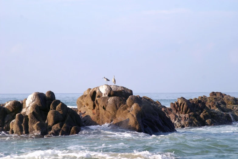 two birds stand on top of a rock