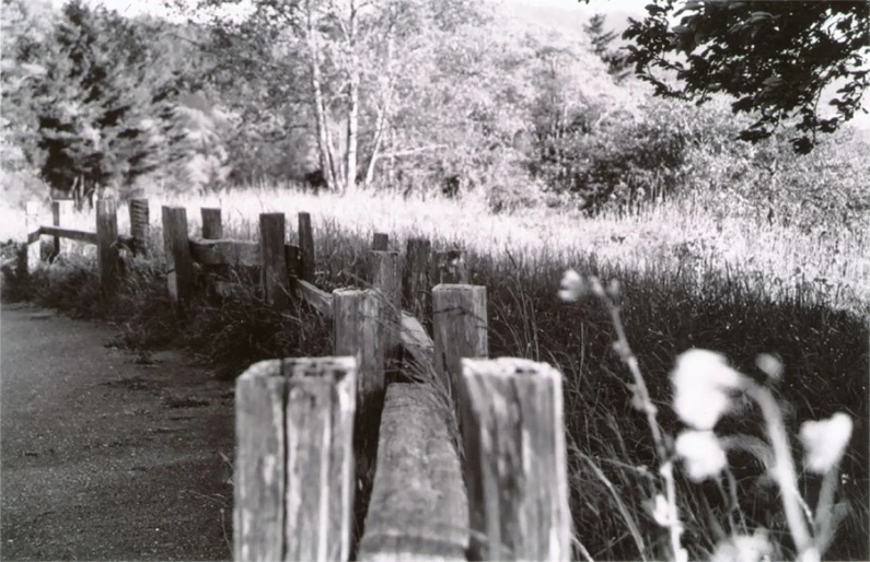 black and white pograph of a long fence in the forest