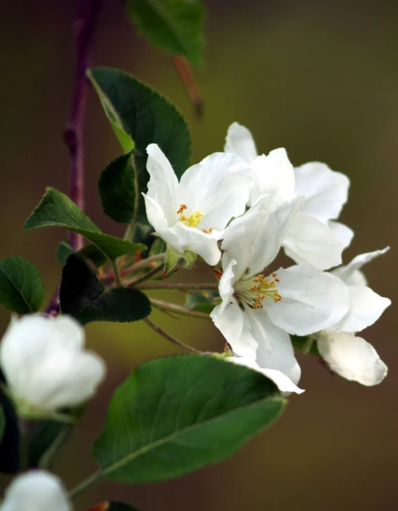 there are four flowers growing in a plant