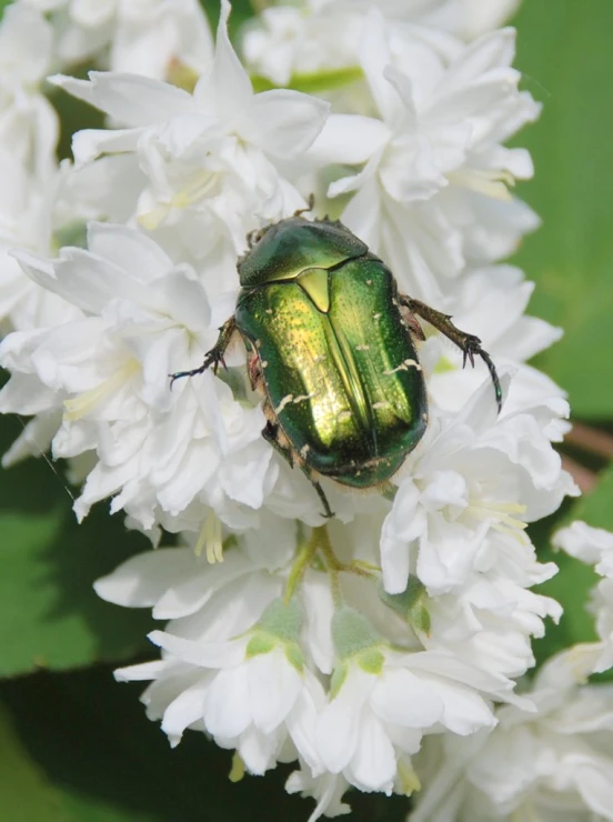 a green bug sitting on top of a white flower