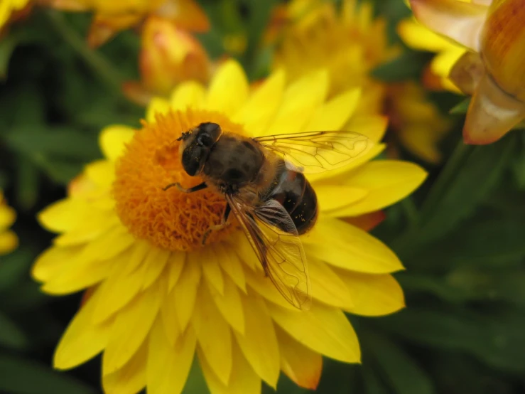 bee on yellow flower looking very poll life