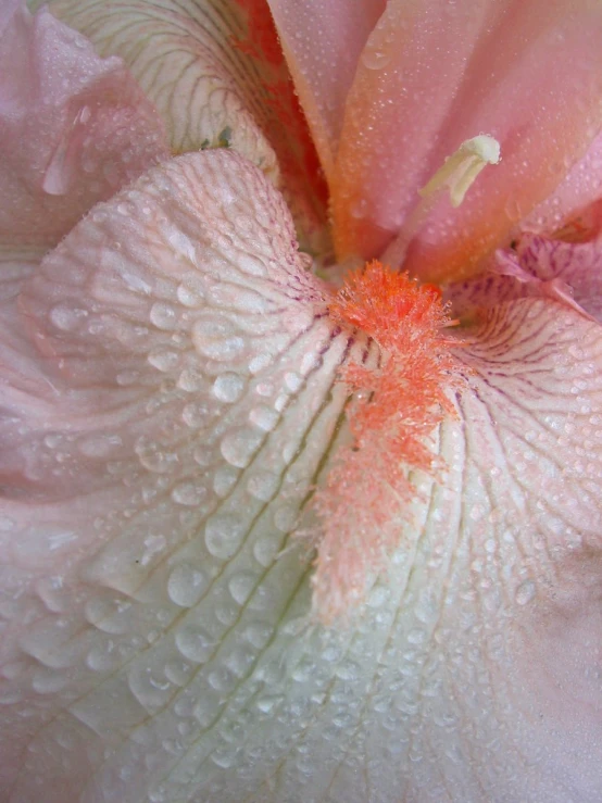 the water droplets form on this large, beautiful flower