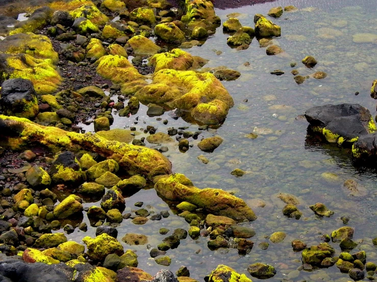 some rocks and algae in the water on a sunny day