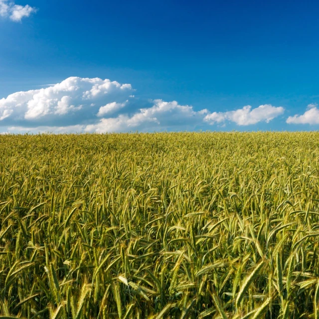 a field of corn with blue sky and clouds
