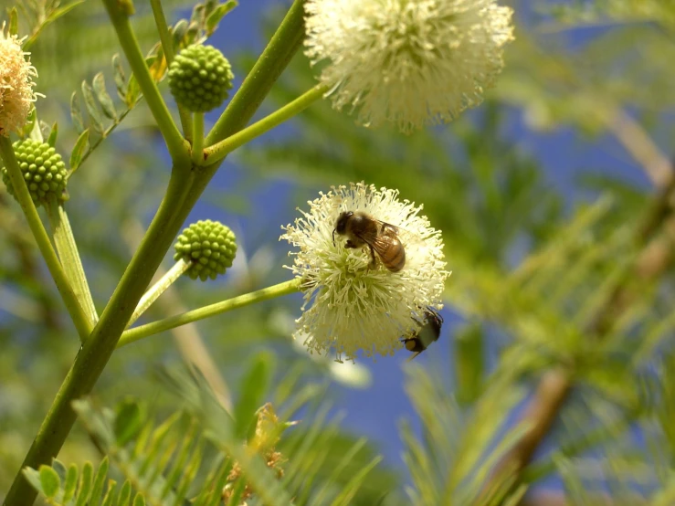 the honey bee is on a white flower